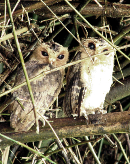 two-chicks.jpg